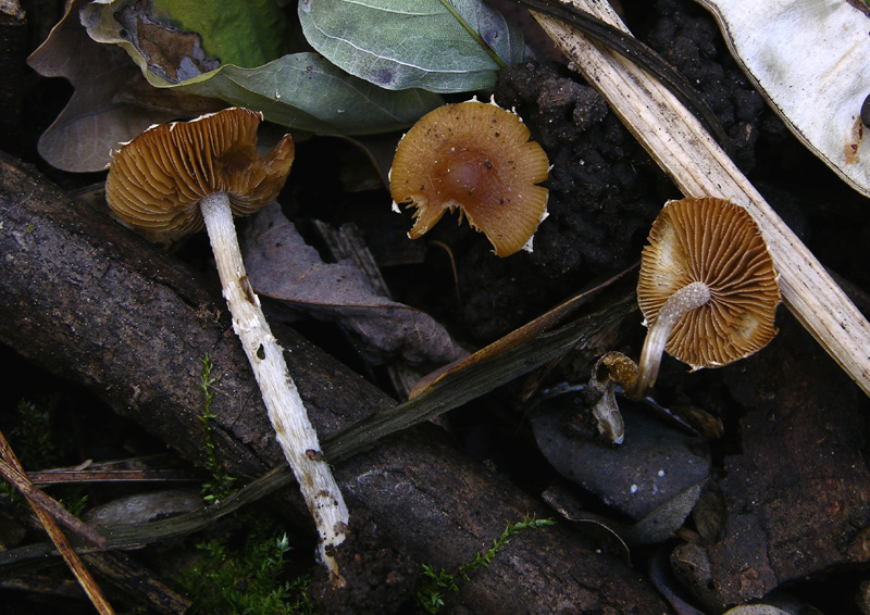Galerina da determinare n�14.